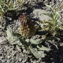 Rhaponticum coniferum