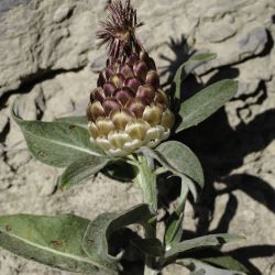 Rhaponticum coniferum
