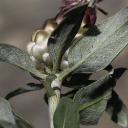 Rhaponticum coniferum