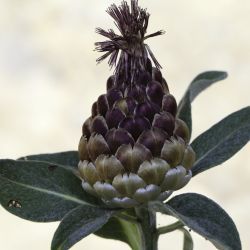 Rhaponticum coniferum