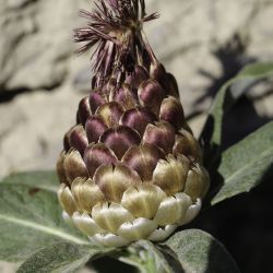 Rhaponticum coniferum
