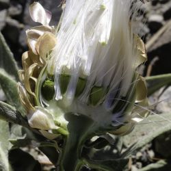 Rhaponticum coniferum