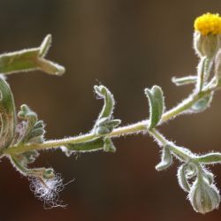 Rhetinolepis lonadioides