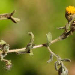 Rhetinolepis lonadioides