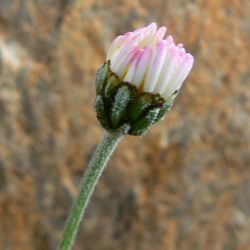 Rhodanthemum atlanticum