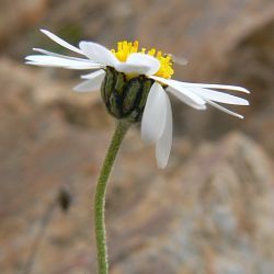 Rhodanthemum atlanticum