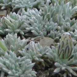 Rhodanthemum catananche