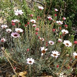 Rhodanthemum gayanum