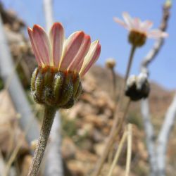 Rhodanthemum gayanum