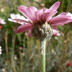 Rhodanthemum gayanum