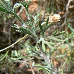 Rhodanthemum gayanum