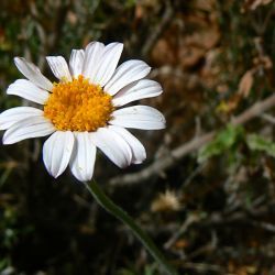 Rhodanthemum gayanum