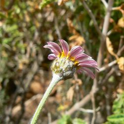 Rhodanthemum gayanum