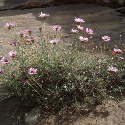Rhodanthemum gayanum