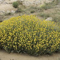 Santolina africana
