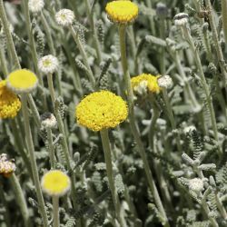Santolina africana