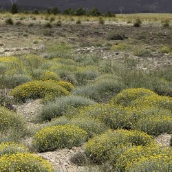 Santolina africana