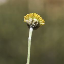 Santolina pectinata