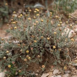 Santolina razaneae