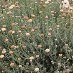 Santolina razaneae