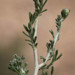 Santolina razaneae