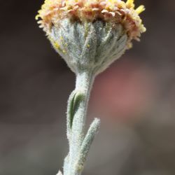 Santolina razaneae