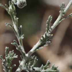 Santolina razaneae