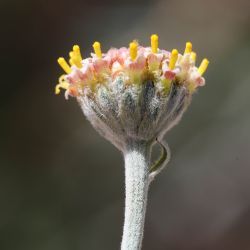 Santolina razaneae
