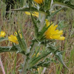 Scolymus hispanicus