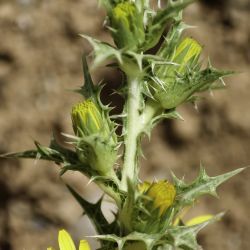 Scolymus hispanicus