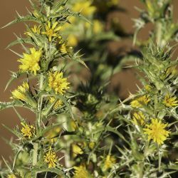 Scolymus hispanicus