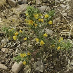 Scolymus hispanicus