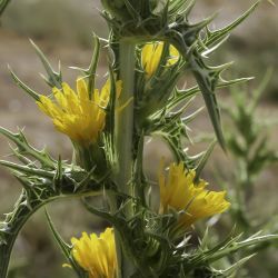 Asteraceae