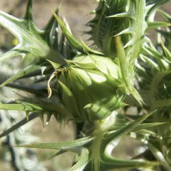 Scolymus maculatus