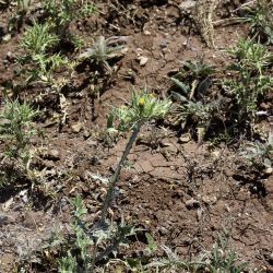 Scolymus maculatus