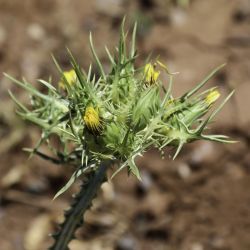 Scolymus maculatus