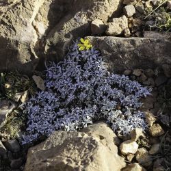 Scorzonera caespitosa subsp. caespitosa