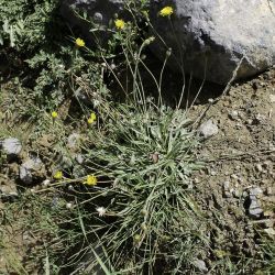 Scorzoneroides atlantica