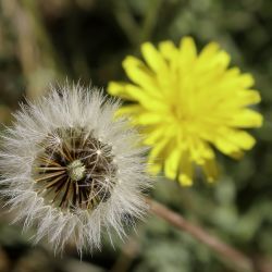 Scorzoneroides atlantica