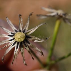 Scorzoneroides muelleri subsp. muelleri