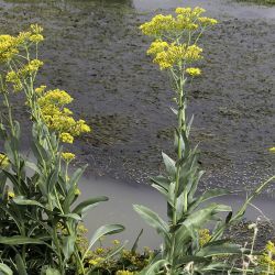 Senecio altissimus