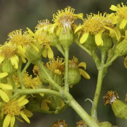 Senecio altissimus