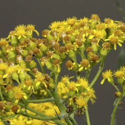 Senecio altissimus