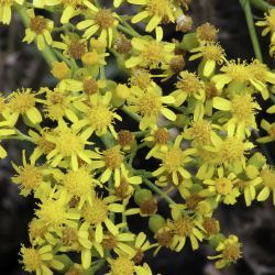 Senecio altissimus