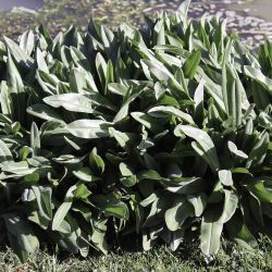 Senecio altissimus
