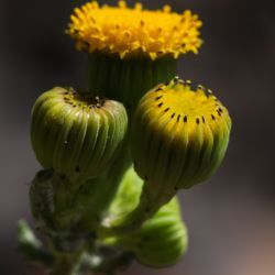 Senecio chalureaui