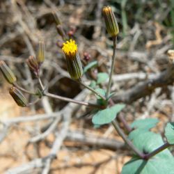 Senecio flavus