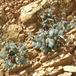 Senecio flavus