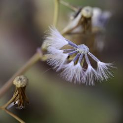 Senecio flavus