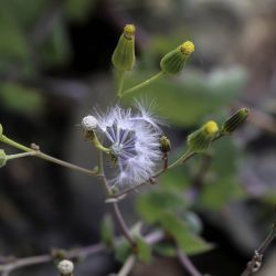 Senecio flavus